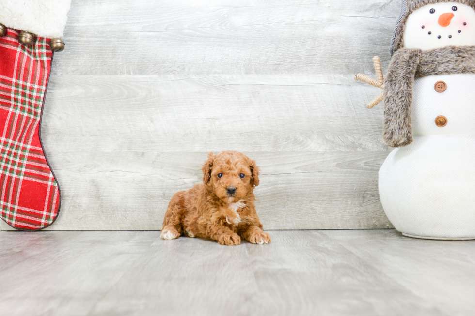 Hypoallergenic Poodle Baby