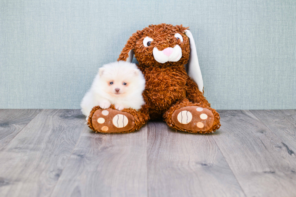 Pomeranian Pup Being Cute