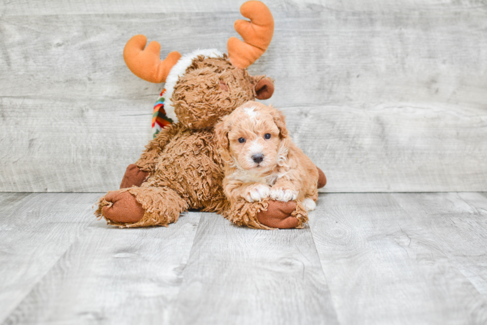 Maltipoo Puppy for Adoption