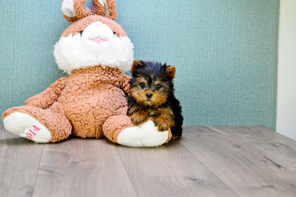 Meet Beckham - our Yorkshire Terrier Puppy Photo 