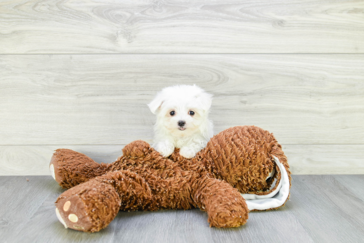 Hypoallergenic Maltese Baby