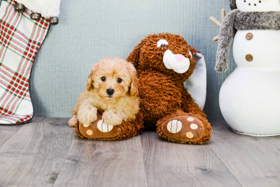 Maltipoo Puppy for Adoption