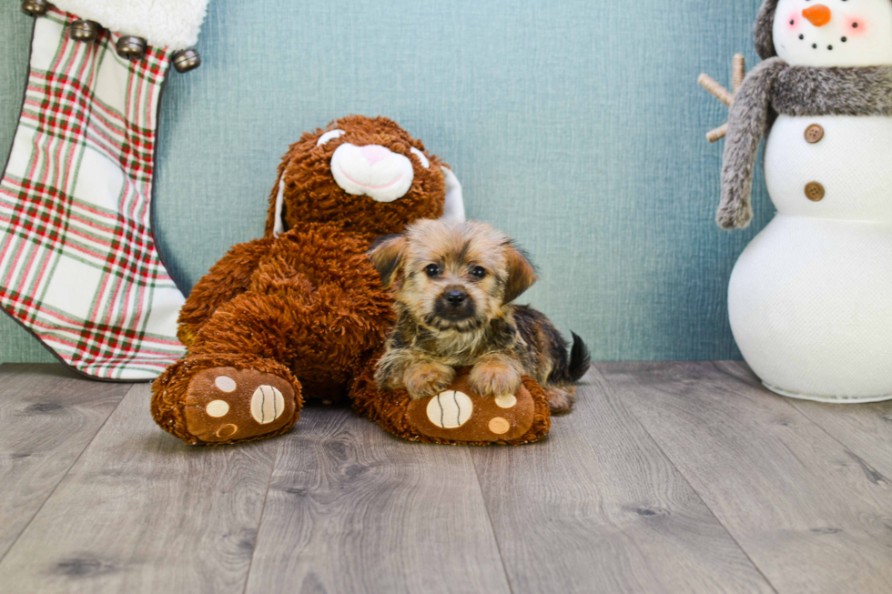 Adorable Yorkie Designer Puppy