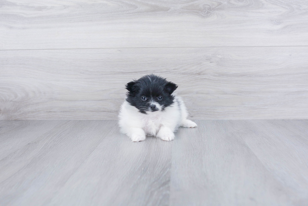 Playful Pomeranian Baby