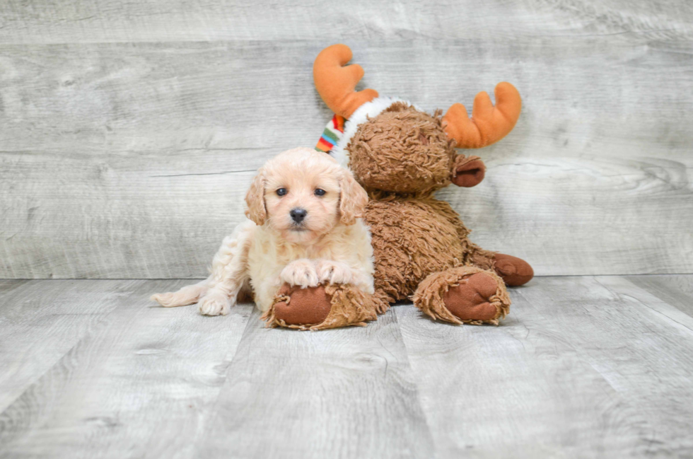 Playful Cavoodle Poodle Mix Puppy