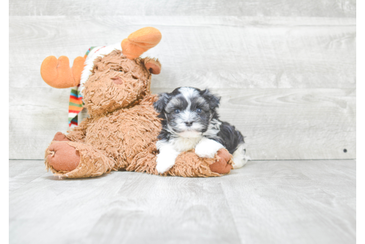 Energetic Havanese Purebred Puppy