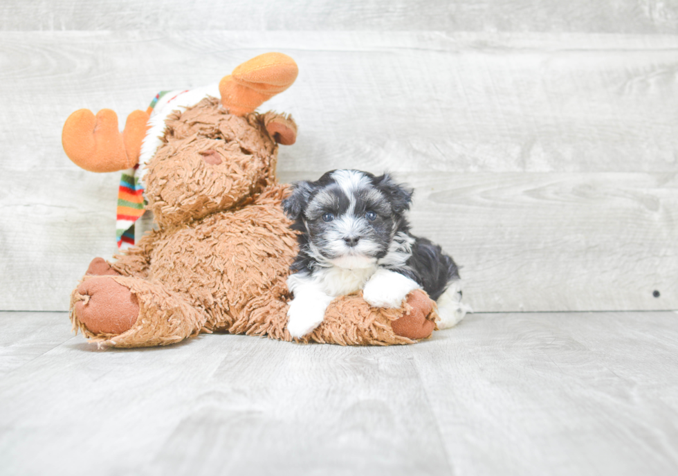 Energetic Havanese Purebred Puppy