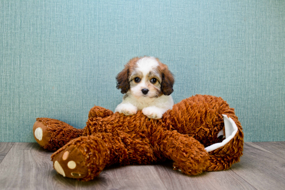 Adorable Cavalier Designer Puppy