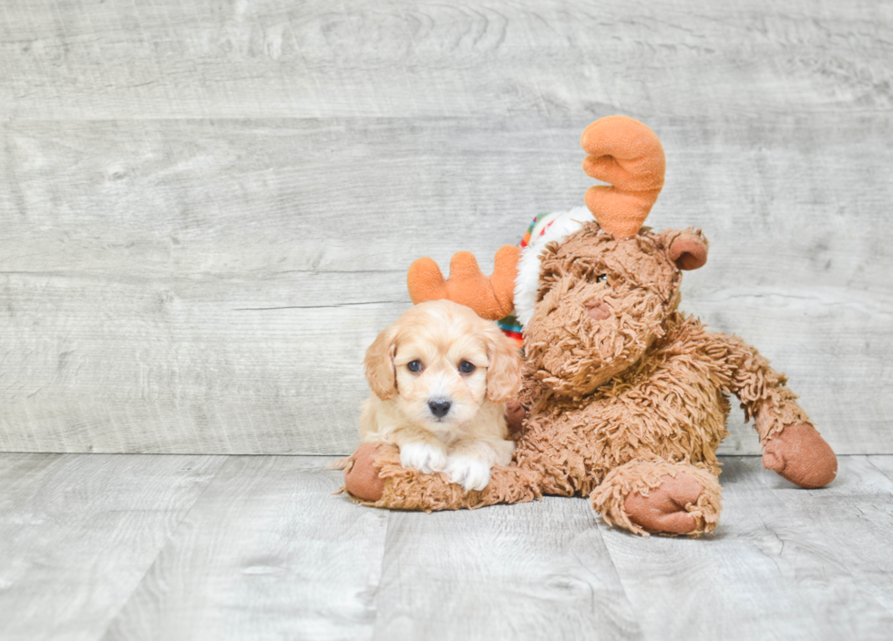 Fluffy Cavachon Designer Pup