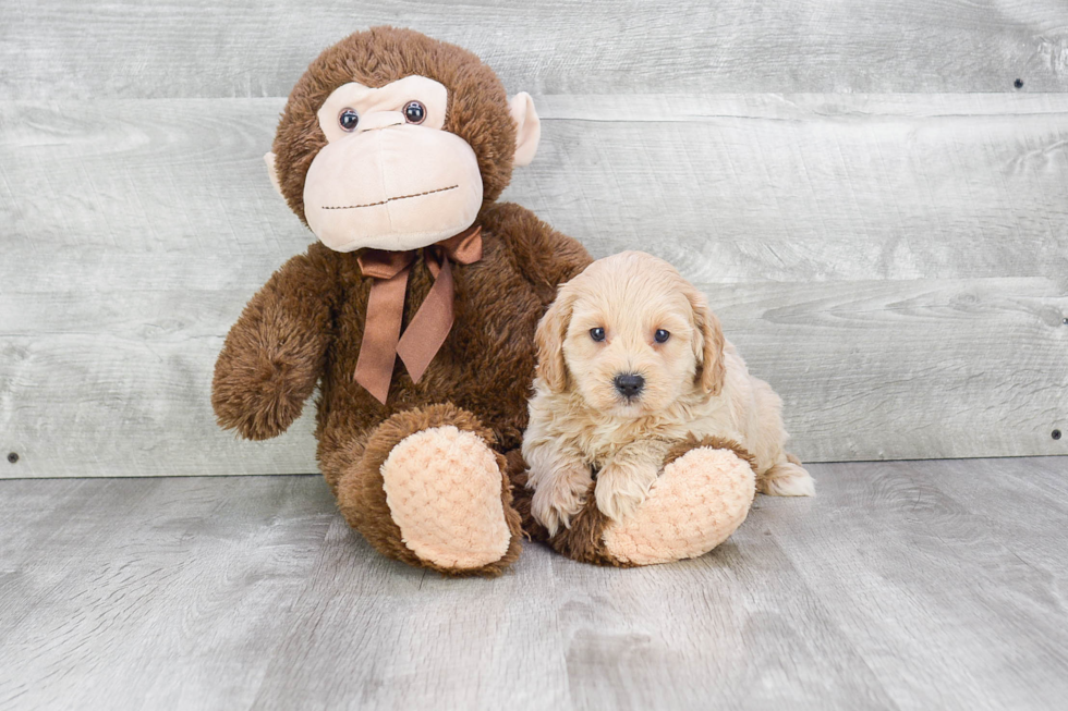 Energetic Cavoodle Poodle Mix Puppy