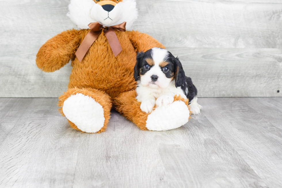 Popular Cavalier King Charles Spaniel Purebred Pup