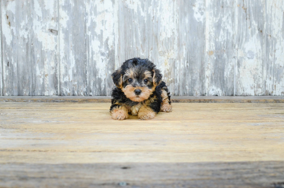 Best Yorkie Poo Baby