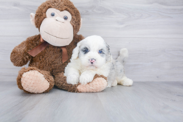 Mini Sheepadoodle Pup Being Cute