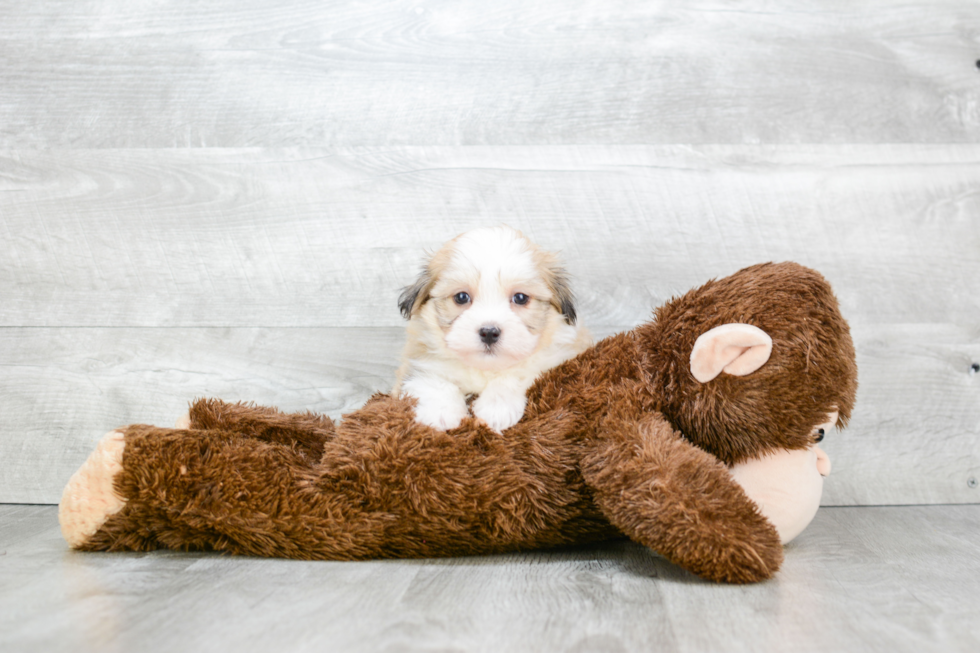 Playful Havanese Purebred Pup