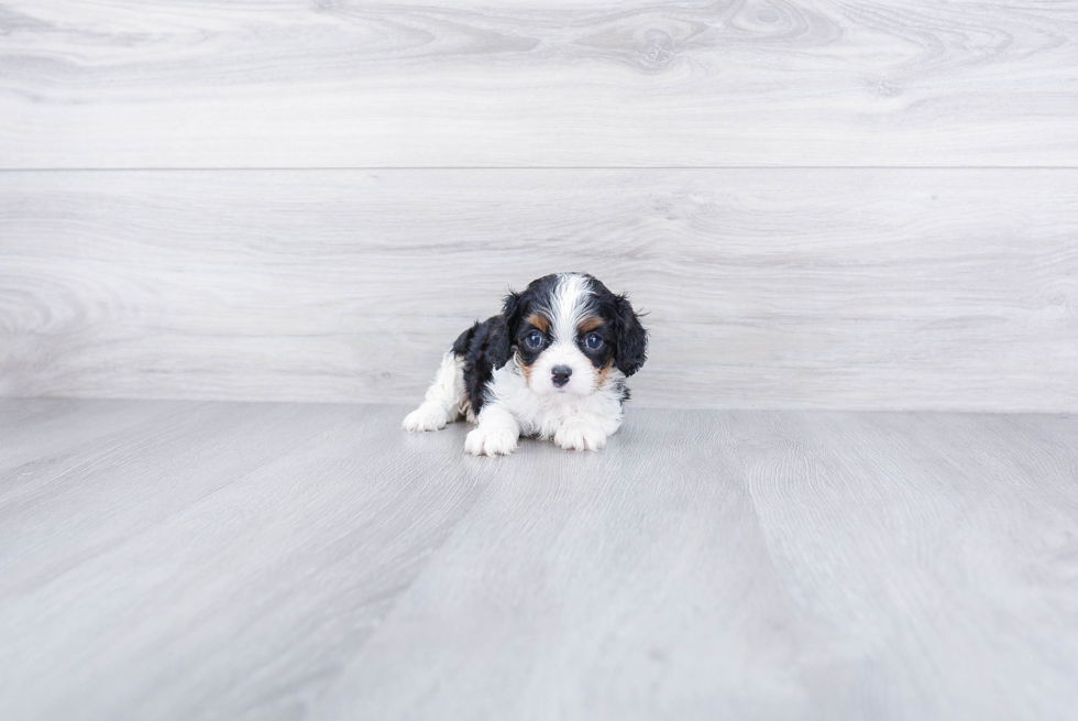 Cavalier King Charles Spaniel Pup Being Cute