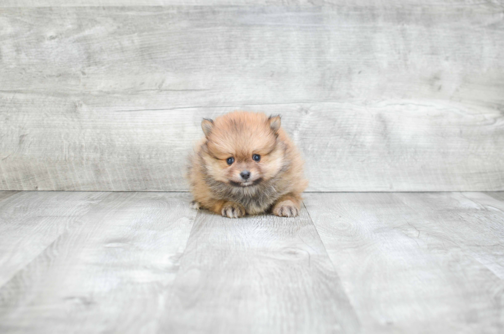 Pomeranian Puppy for Adoption