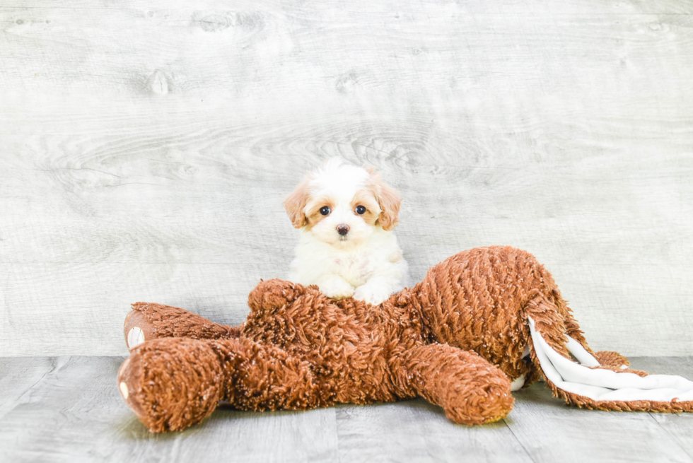 Cavapoo Pup Being Cute