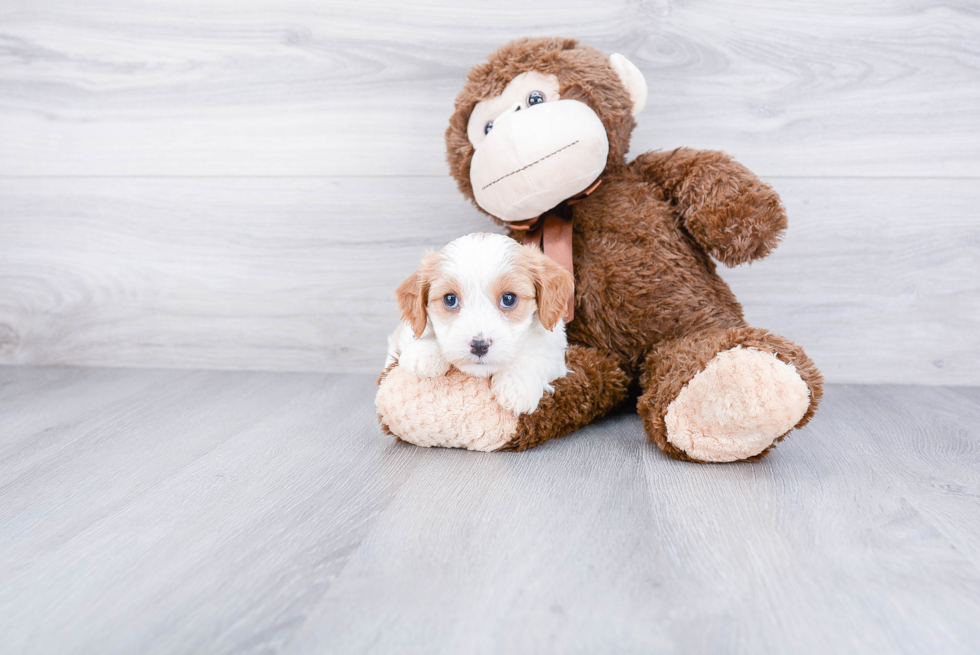 Petite Cavachon Designer Pup