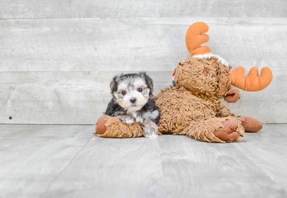 Little Yorkie Designer Puppy