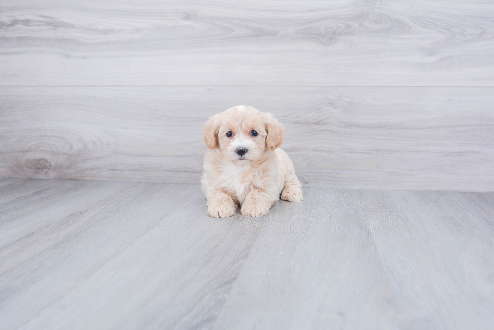 Energetic Maltese Poodle Poodle Mix Puppy