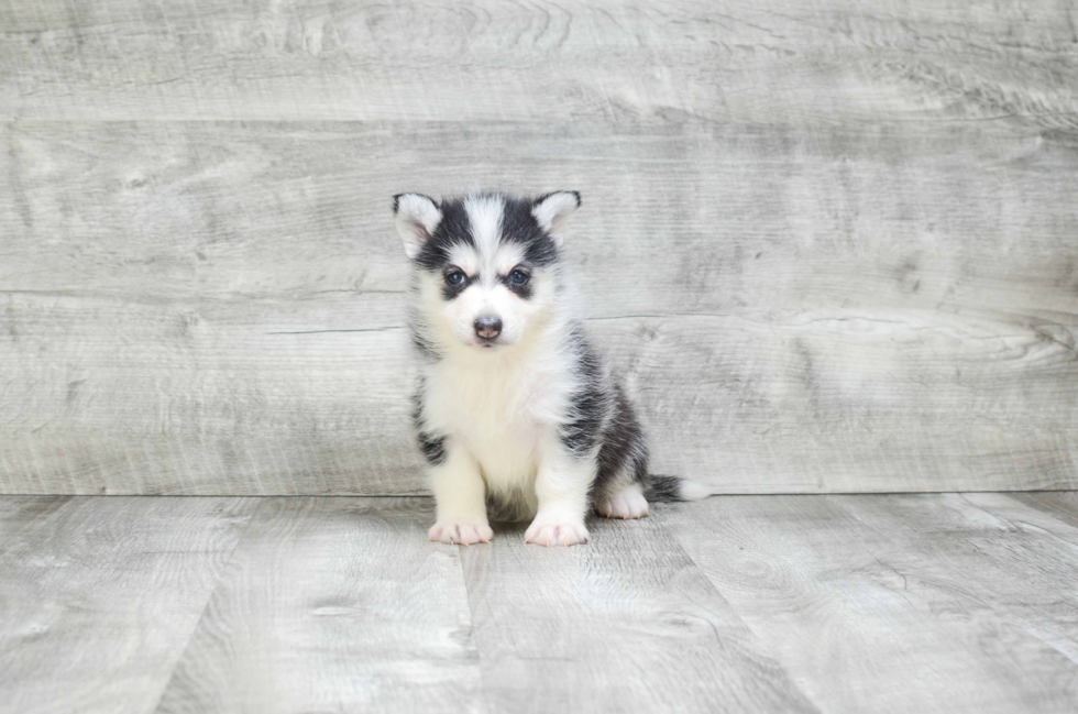 Funny Pomsky Designer Pup