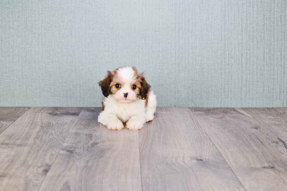 Best Cavachon Baby