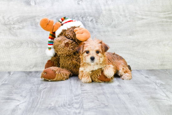 Friendly Morkie Baby