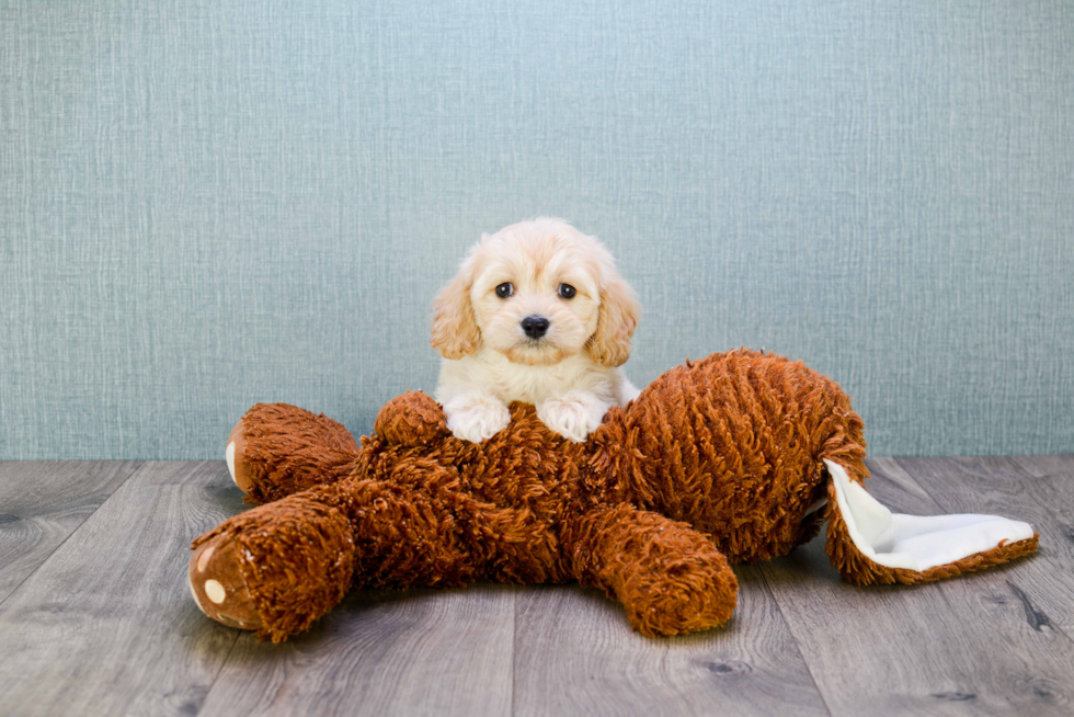 Hypoallergenic Cavalier Designer Puppy