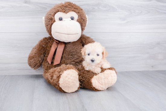 Maltipoo Pup Being Cute