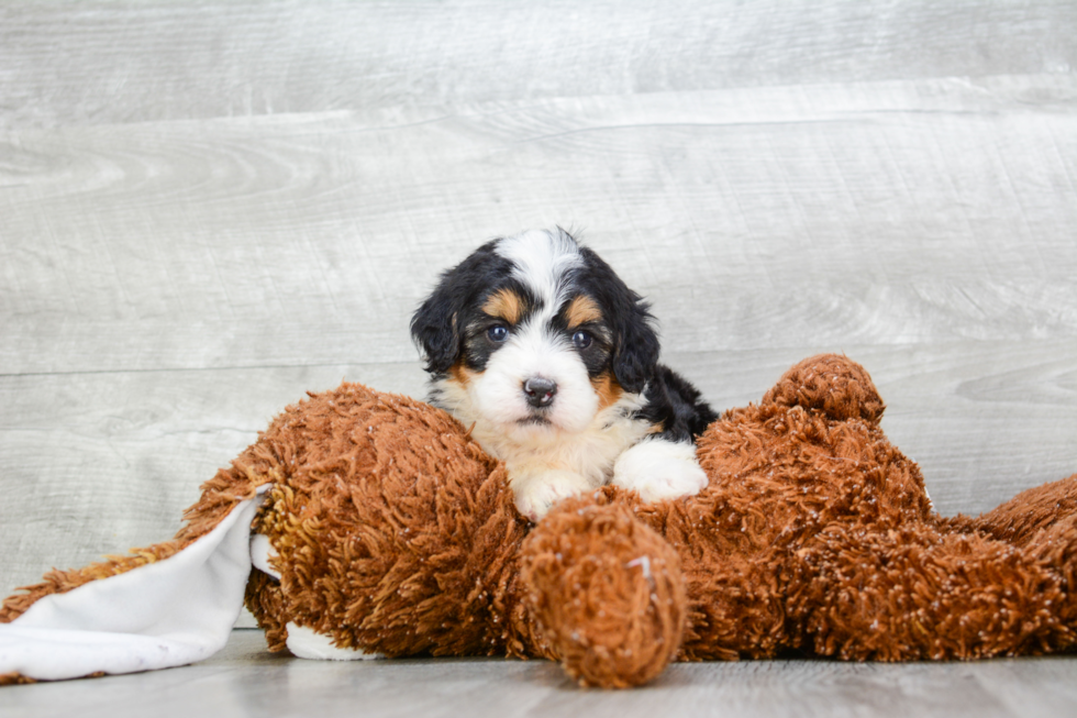 Energetic Mini Berniedoodle Poodle Mix Puppy