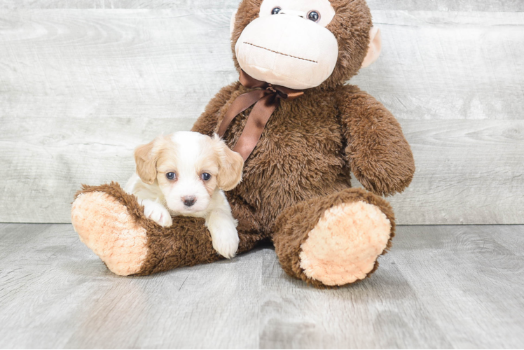 Cavachon Puppy for Adoption