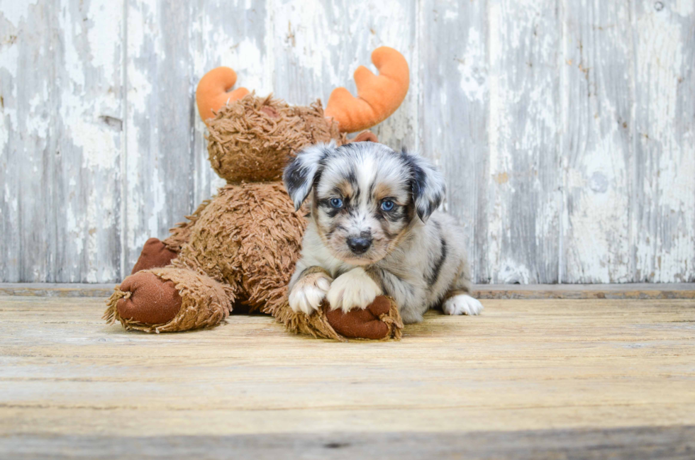 Mini Aussiedoodle Puppy for Adoption