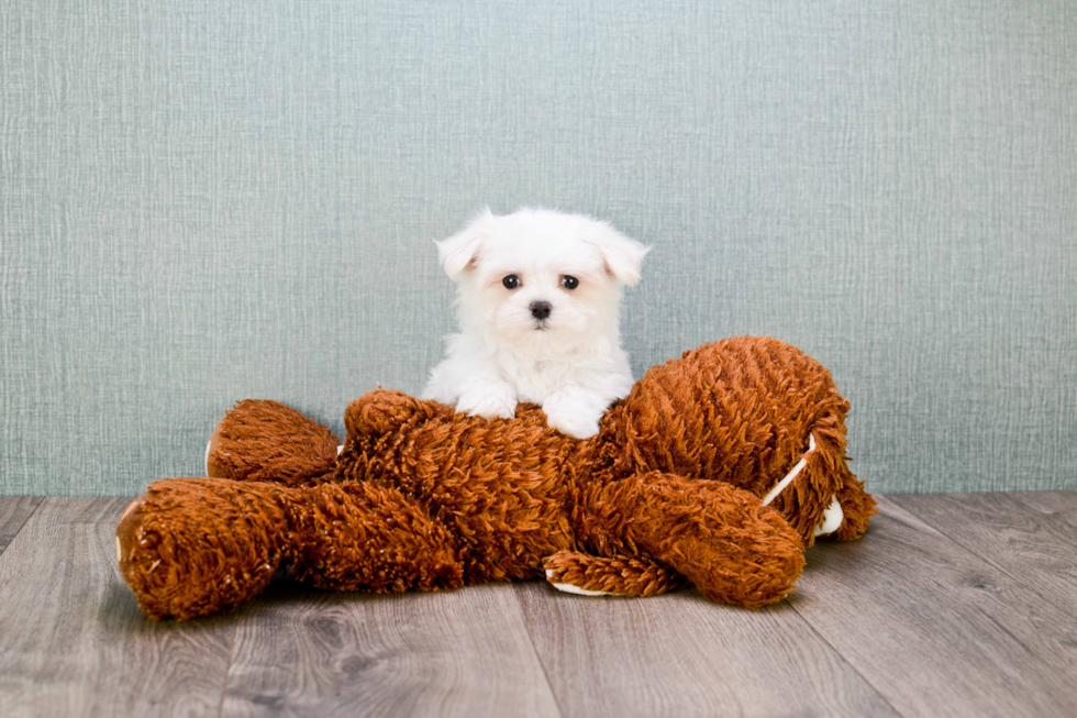 Smart Maltese Purebred Puppy