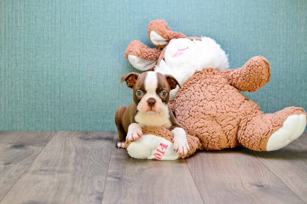 Smart Boston Terrier Purebred Puppy