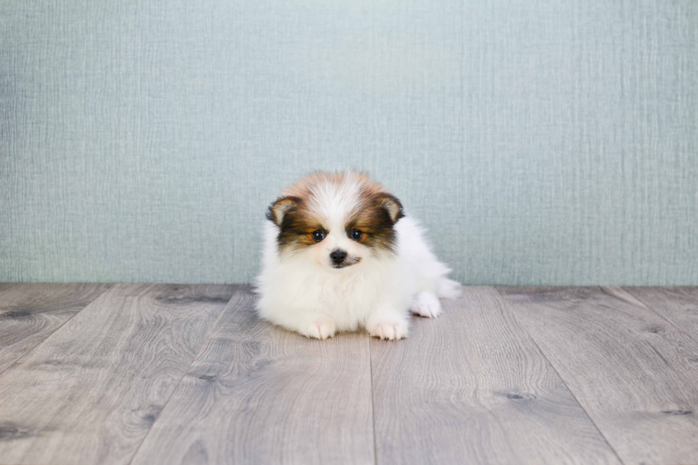 Little Pomeranian Baby