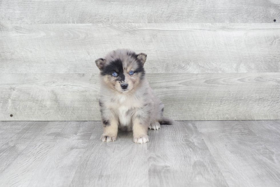 Adorable Mini Husky Designer Puppy