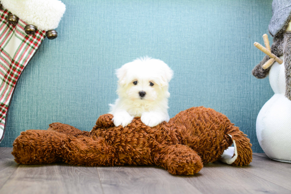 Maltese Pup Being Cute