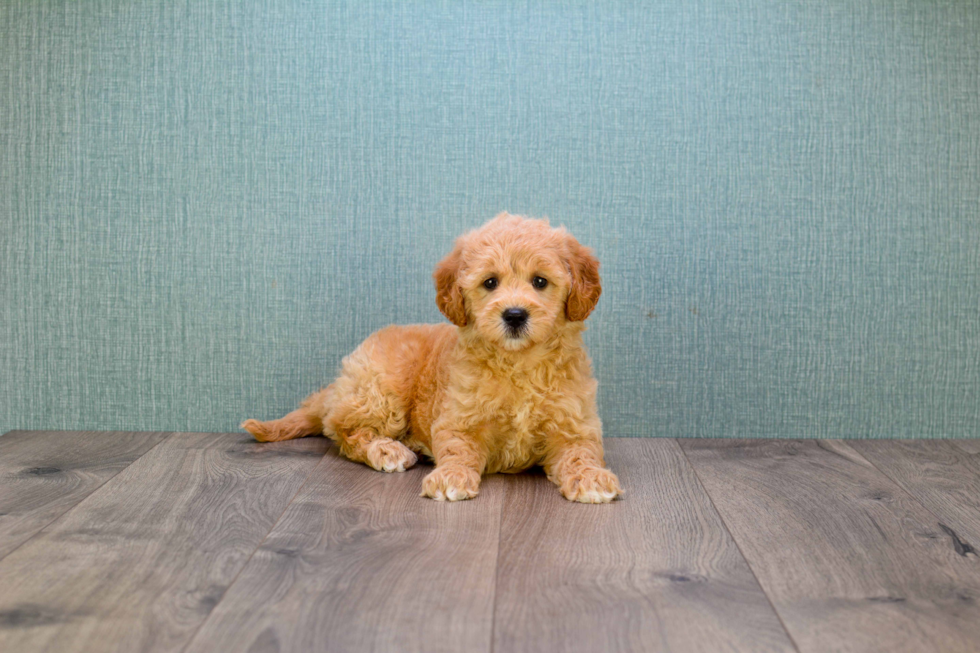 Best Mini Goldendoodle Baby