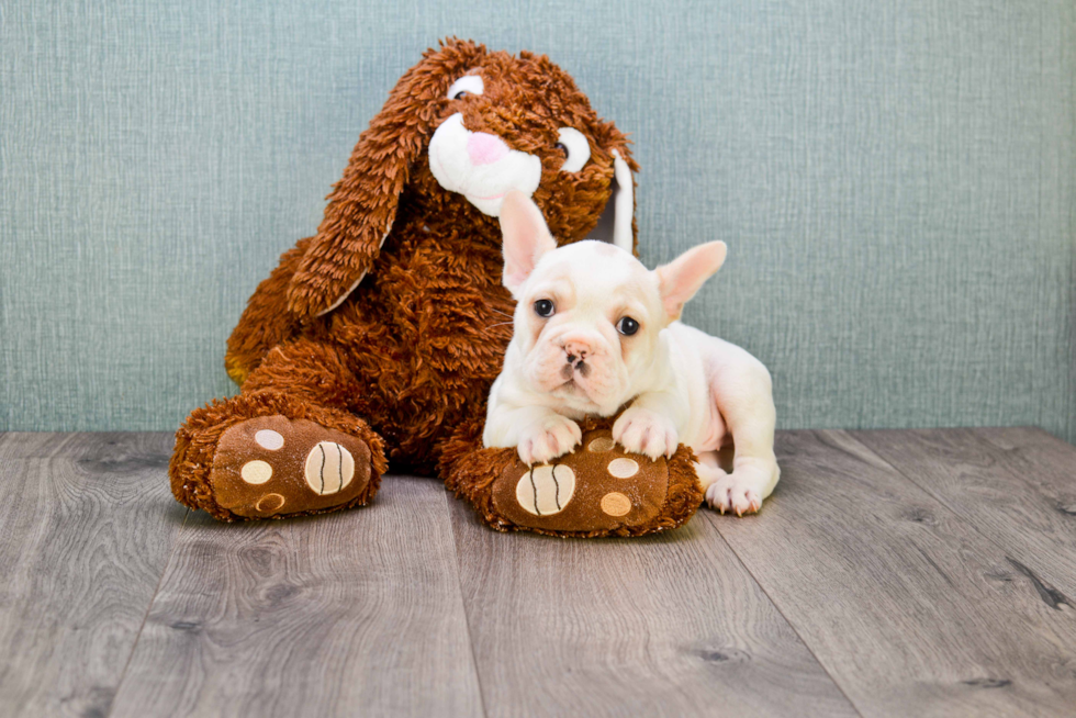 Energetic Frenchie Purebred Puppy