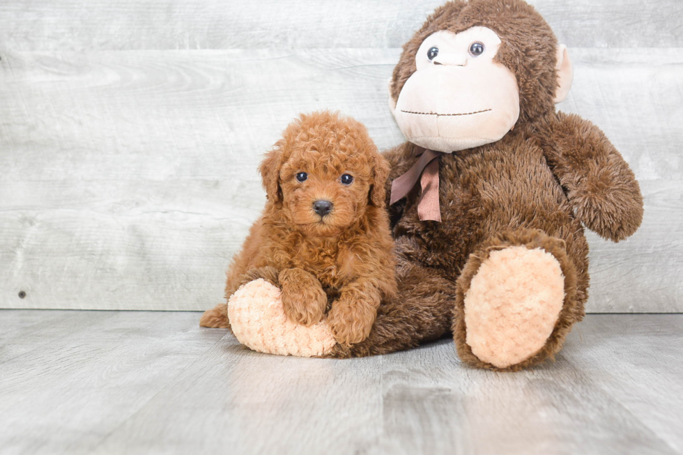 Cavapoo Puppy for Adoption