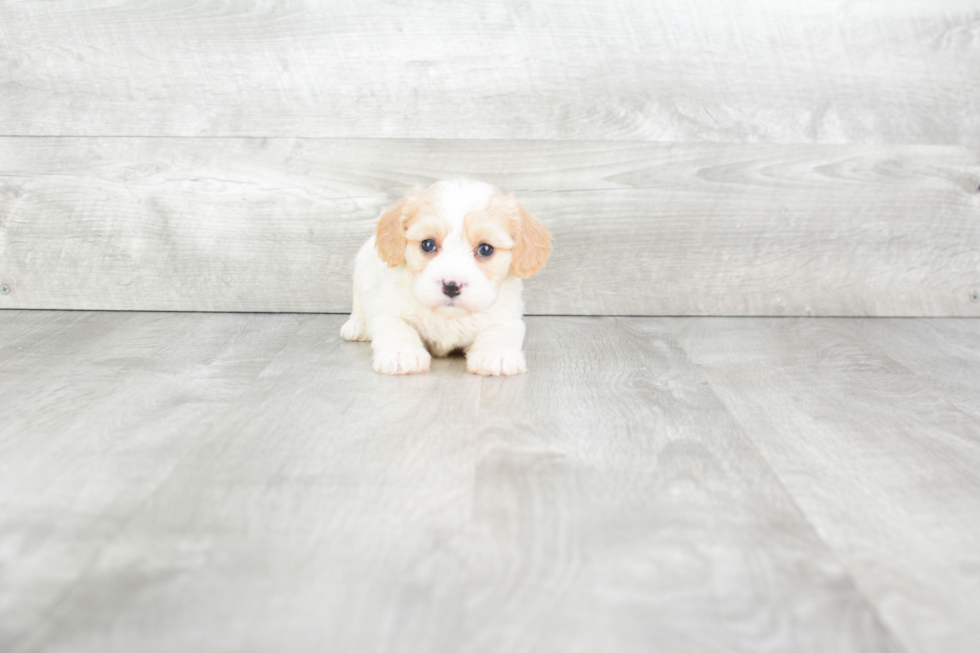 Playful Cavalier Designer Puppy