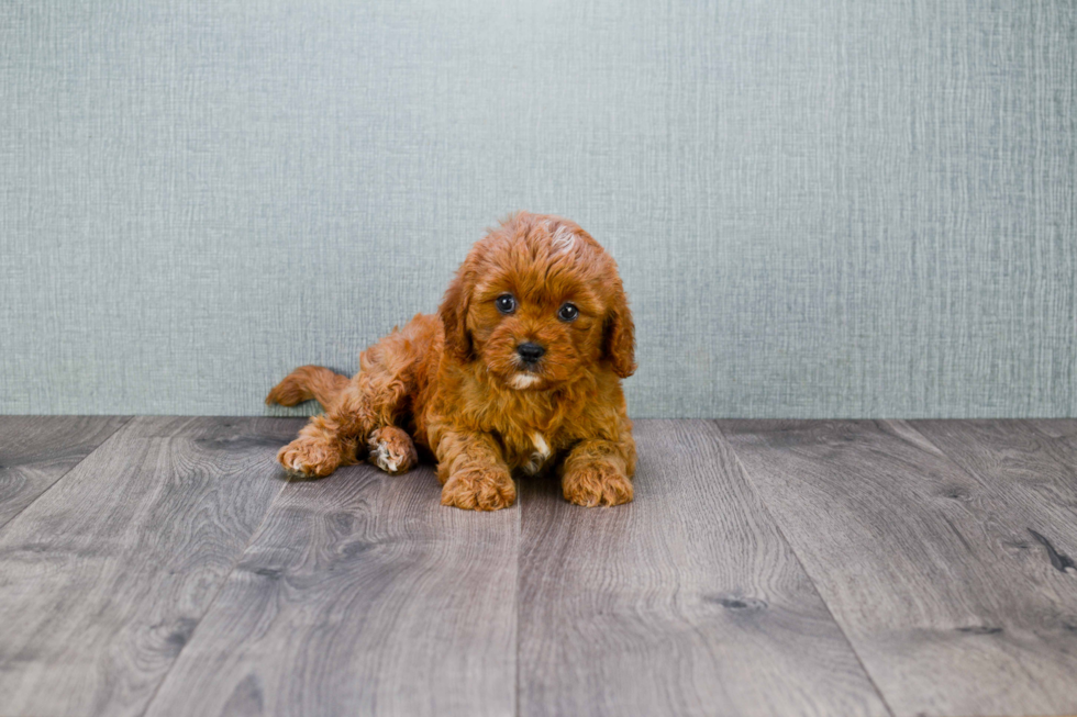 Best Cavapoo Baby