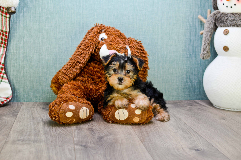 Meet Avery - our Yorkshire Terrier Puppy Photo 