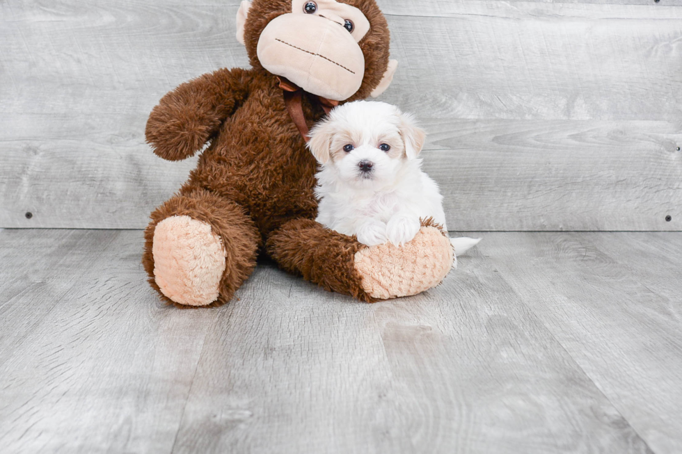 Playful Maltese Poodle Poodle Mix Puppy