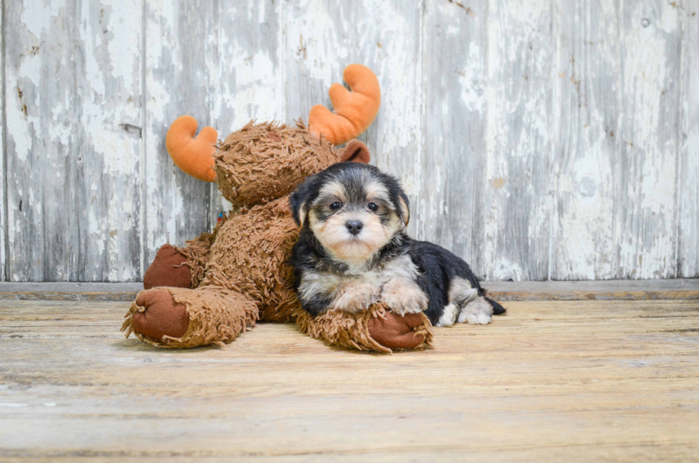 Playful Yorkie Designer Puppy