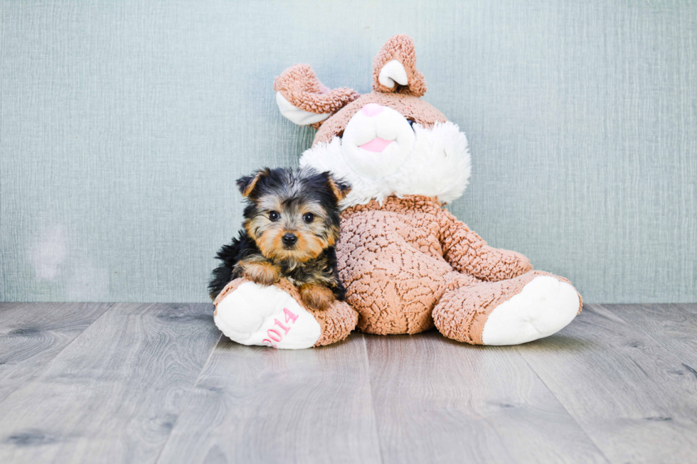 Meet Avery - our Yorkshire Terrier Puppy Photo 