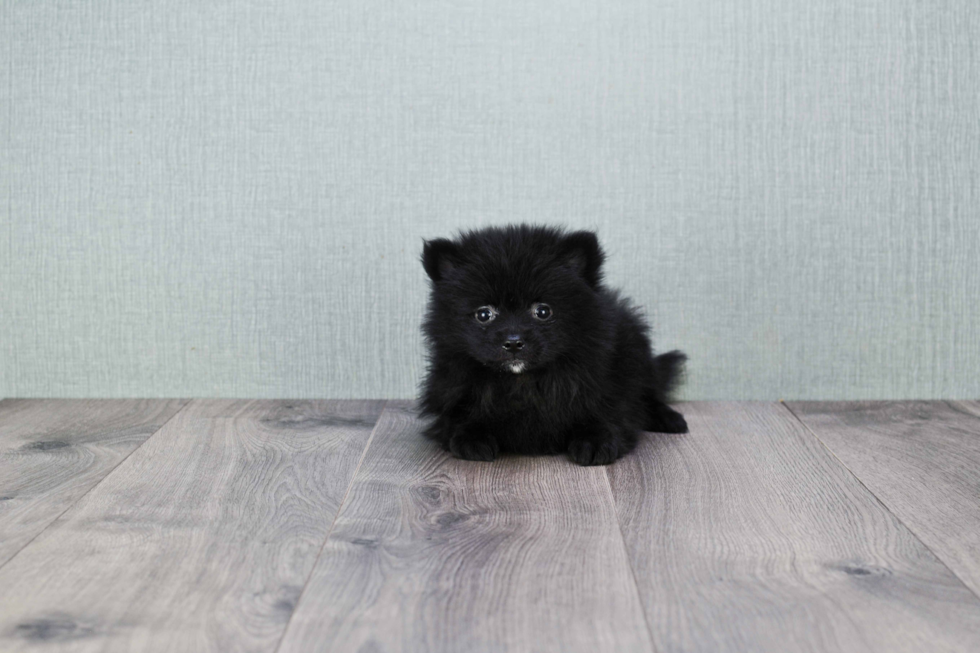 Pomeranian Puppy for Adoption