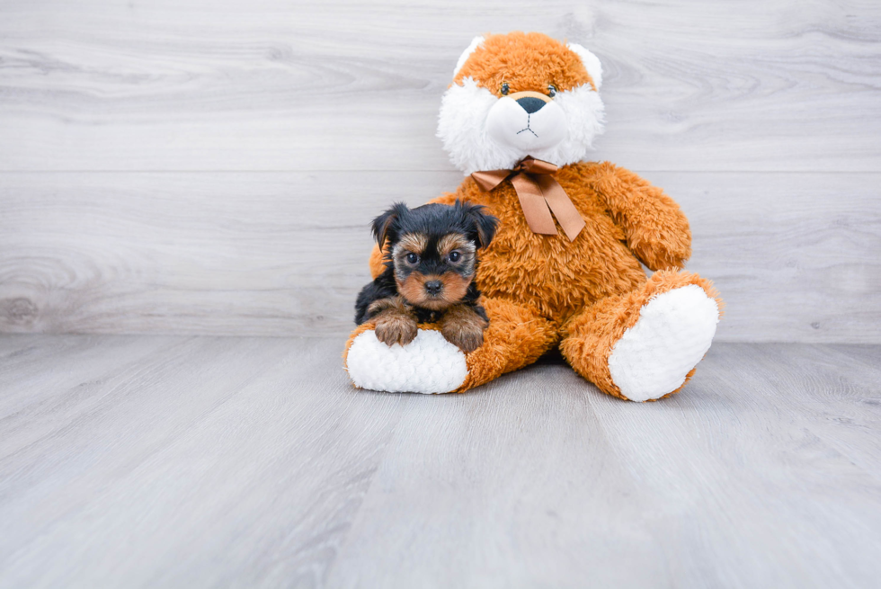 Meet Avery - our Yorkshire Terrier Puppy Photo 