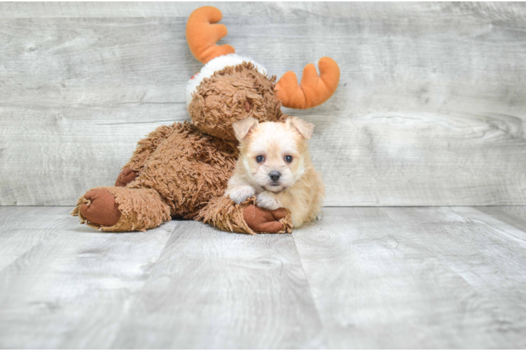 Cute Morkie Baby