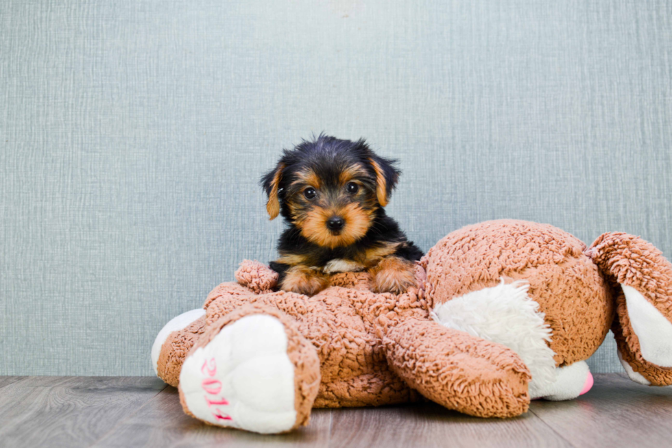 Meet Sonya - our Yorkshire Terrier Puppy Photo 